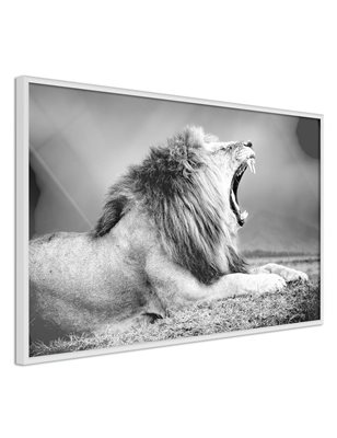 Poster  Yawning Lion